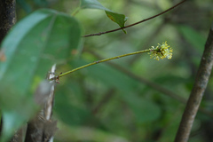 Neolitsea cassia